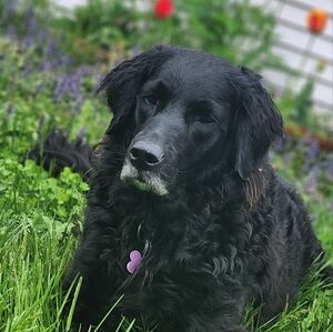 Meet your Posher, Dee